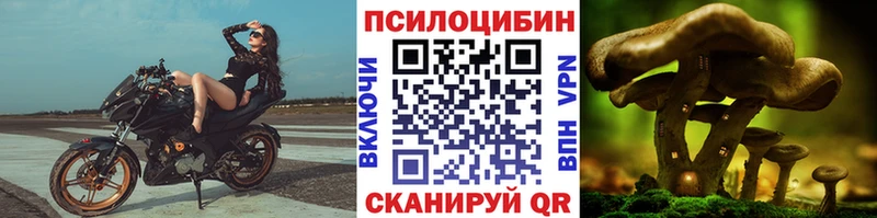 Галлюциногенные грибы Psilocybe  Афипский 